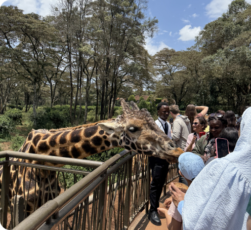 Travelers feeding a giraffe
